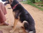 German Shepherd dog for Crossing