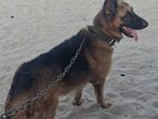 German Shepherd Dog for Crossing