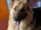 German Shepherd Dog for Kind Home