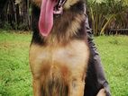 German Shepherd Dog