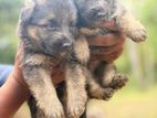 German Shepherd Dog