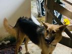 German Shepherd Dog
