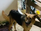 German Shepherd Dog