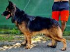 German Shepherd Dog