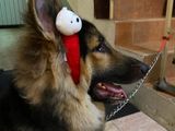 German Shepherd Dog