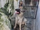 German Shepherd Dog