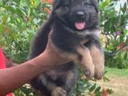 German Shepherd Dog For Sale