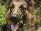 German Shepherd Dog for Kind Home