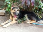 German Shepherd Dog
