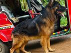German Shepherd Dog