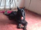 German Shepherd Dog