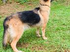 German Shepherd Dog