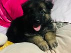 German Shepherd Dog