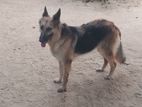German Shepherd Dog