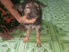 German Shepherd Dog