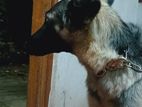 German Shepherd Dog