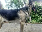 German Shepherd Dog