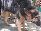 German Shepherd Dog