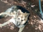 German Shepherd Dog