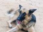 German Shepherd Dog