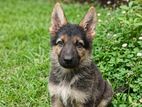German Shepherd Puppy
