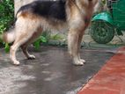 German Shepherd Dog