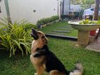 German Shepherd Dog