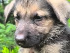 German Shepherd Dog