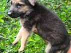 German Shepherd Dog