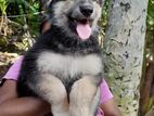 German Shepherd Dog
