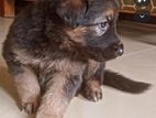 German Shepherd Dog