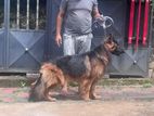 German Shepherd Dog