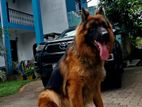 German Shepherd Dog For Crossing