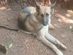 German Shepherd Dog