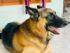 german shepherd dog