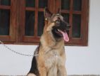 German Shepherd Dog