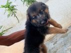 German Shepherd Dog