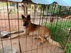 German Shepherd Dog