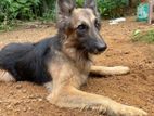 German Shepherd Dog for Crossing