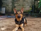 German Shepherd Dog Male/ female