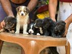German Shepherd Dog | Puppy