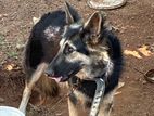 German Shepherd Dog
