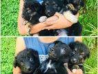 German Shepherd Puppies