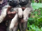 German Shepherd Dogs