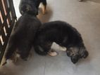 German Shepherd Puppies