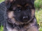 German Shepherd Double Coat Puppies