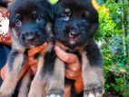 German Shepherd Double Coat Puppies