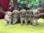 German Shepherd Dulux crossed Puppies
