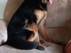 German Shepherd