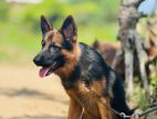 German Shepherd Femal dog